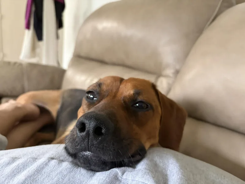A young medium-sized female Beagle dog named Hazel for adoption in Fort Worth, TX