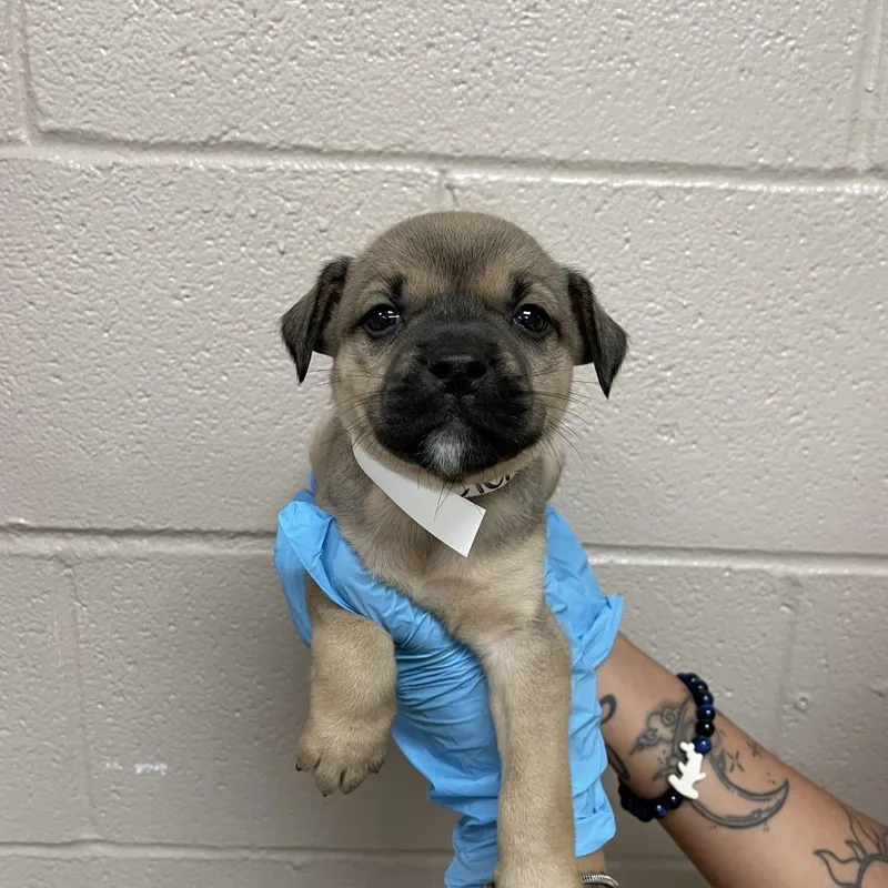 A baby small-sized female Brown / Chocolate Mastiff dog named Yelena for adoption in Birmingham, AL