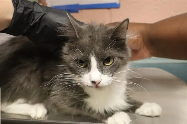 A young medium-sized female Domestic Short Hair cat named Floof for adoption in Columbia, SC