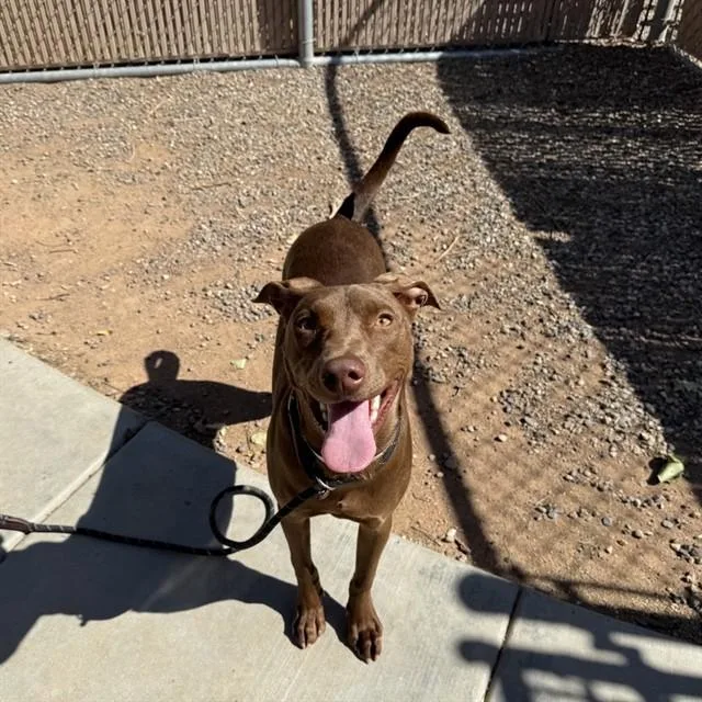 A young large-sized male Pit Bull Terrier dog named Prancer for adoption in Phoenix, AZ