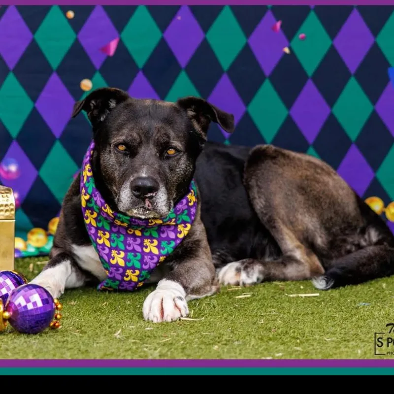 An adult large-sized female Black Labrador Retriever dog named FWT Betty for adoption in Midland, TX