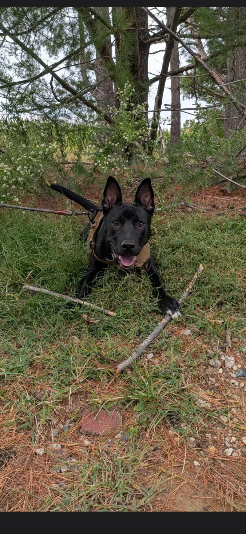 An adult medium-sized male Pit Bull Terrier dog named Jett for adoption in Mabank, TX