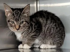 A baby medium-sized female Domestic Short Hair cat named Moira for adoption in Herndon, VA