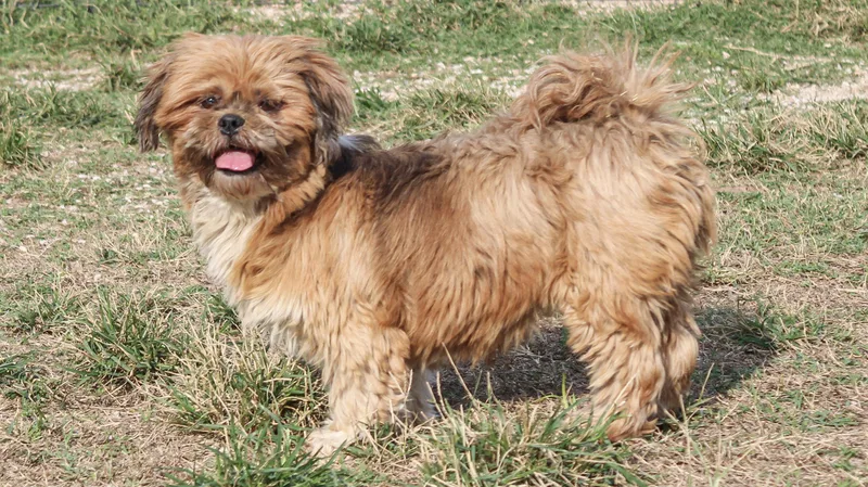 An adult small-sized female Red / Chestnut / Orange Lhasa Apso dog named Flaming Flirt for adoption in Neosho, MO