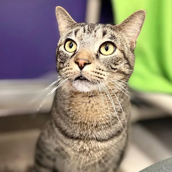 Little Ricky thumbnail 4