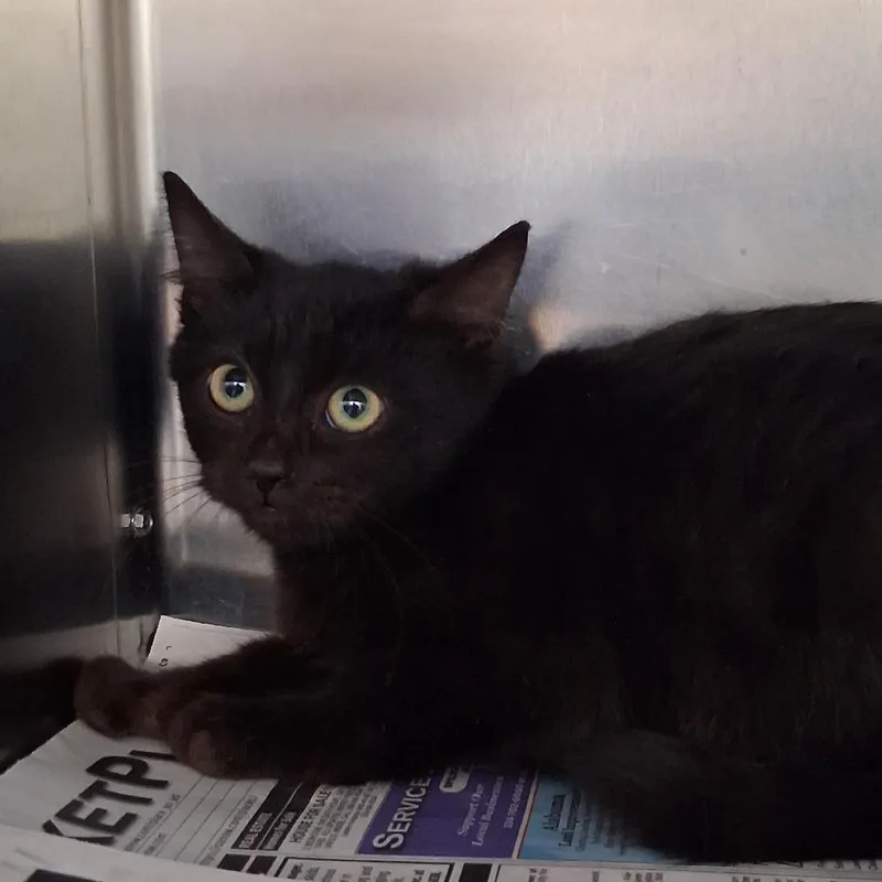 A baby small-sized male Black Domestic Short Hair cat named Dracula for adoption in Auburn, AL