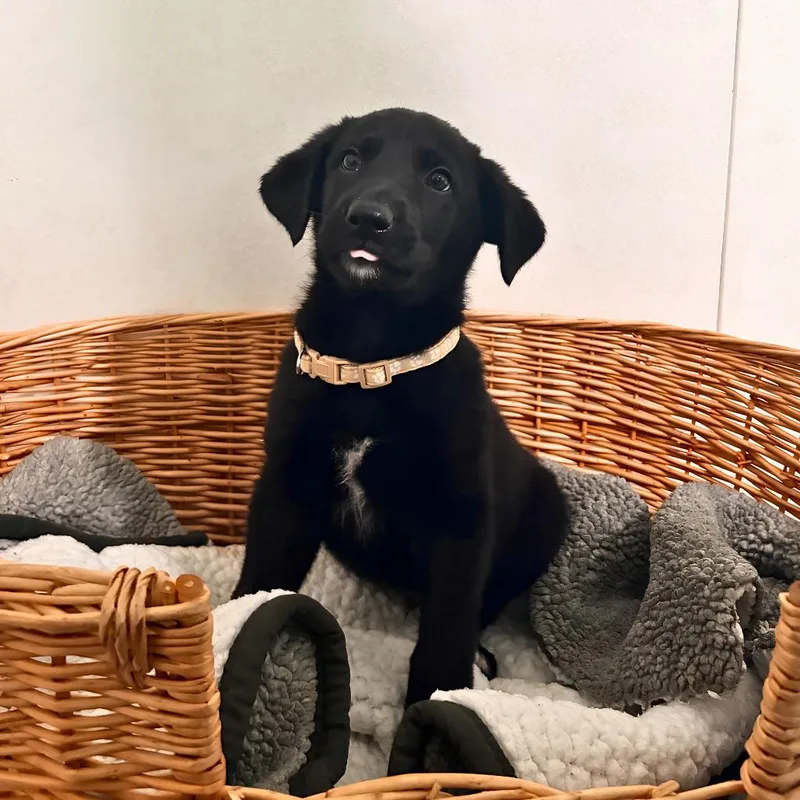 A baby small-sized male Black Shepherd dog named Cool Ranch for adoption in Belleville, IL