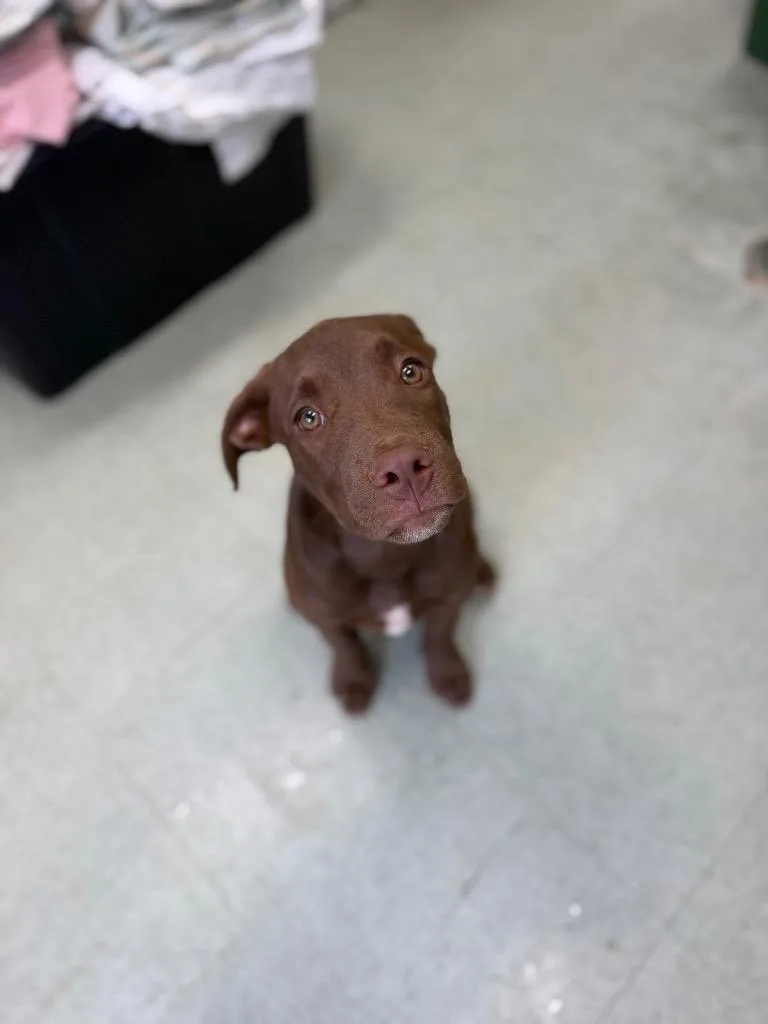 A baby medium-sized male Labrador Retriever dog named Kenny for adoption in Danielsville, GA