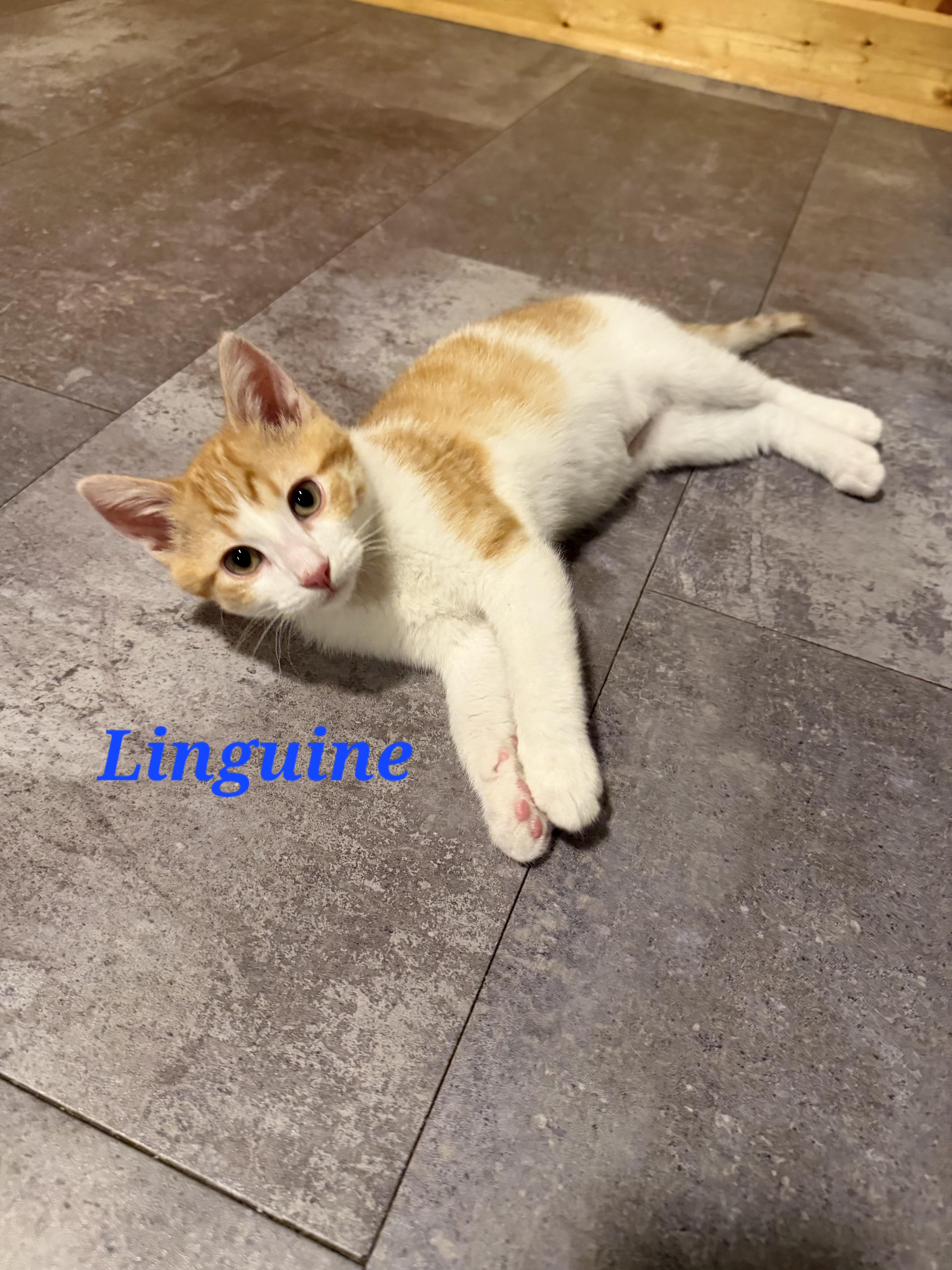 A baby large-sized male Orange & White Domestic Short Hair cat named Linguini for adoption in Reeseville, WI