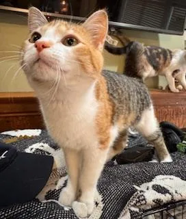 Sweet Pea thumbnail 2