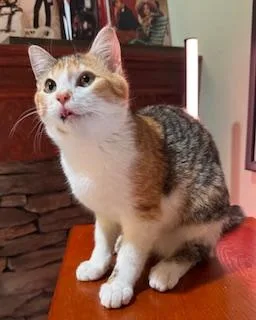 Sweet Pea thumbnail 3