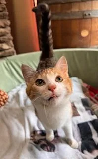 Sweet Pea thumbnail 4