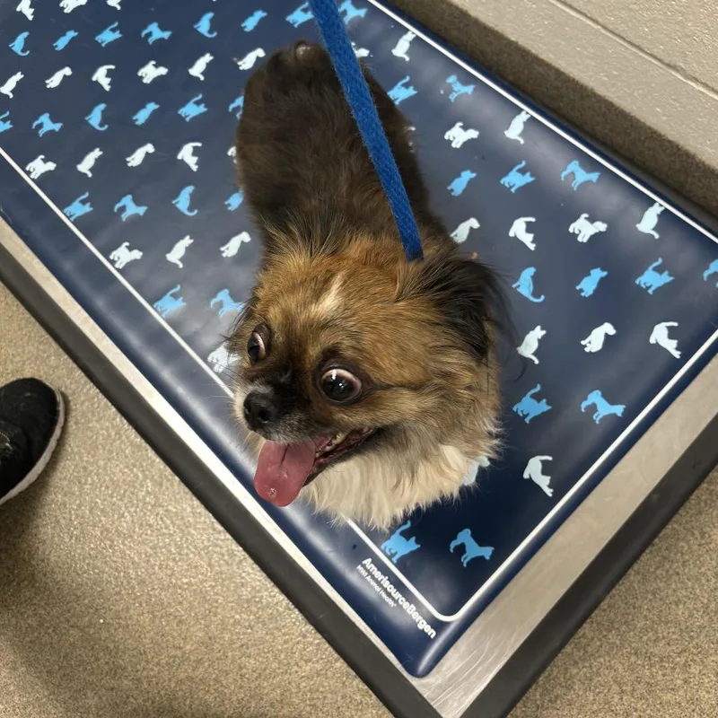 A senior small-sized female Brown / Chocolate Pekingese dog named Toffee for adoption in Council Bluffs, IA