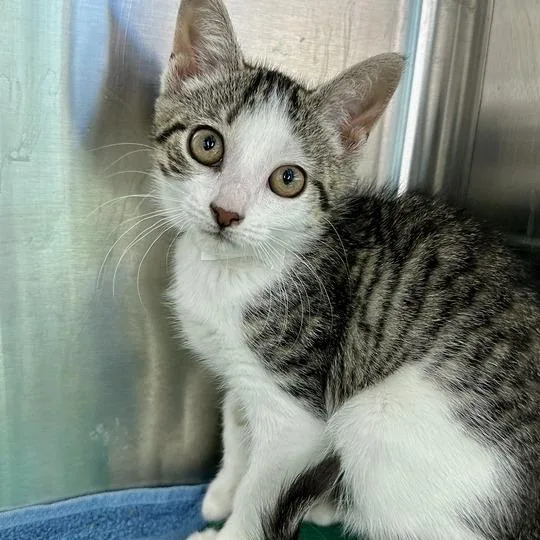 A baby small-sized female Brown / Chocolate Domestic Short Hair cat named Peaches for adoption in Matteson, IL
