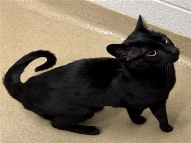 An adult medium-sized female Domestic Short Hair cat named Roxy for adoption in Derwood, MD