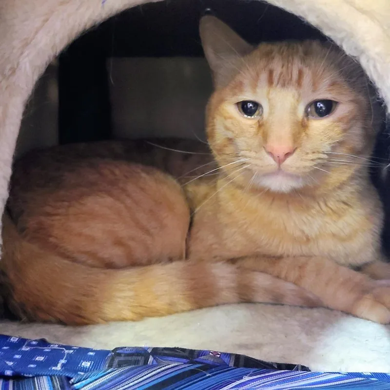 An adult medium-sized male Orange / Red Domestic Short Hair cat named Winston for adoption in Springfield, IL