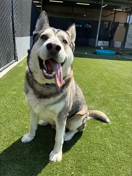 An adult extra large-sized male Siberian Husky dog named Buzz for adoption in El Cajon, CA