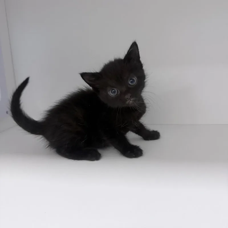A baby small-sized male Black Domestic Short Hair cat named Dippy for adoption in Jupiter, FL