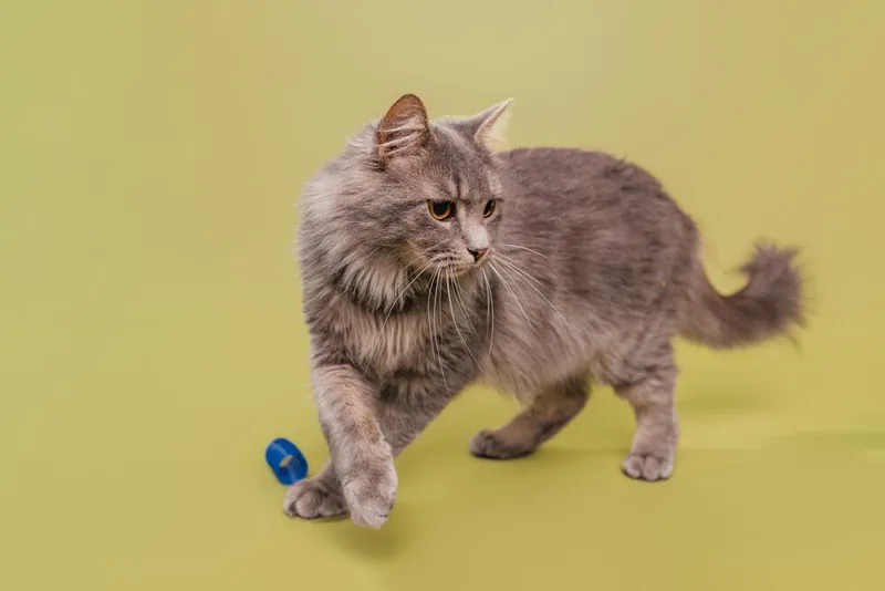 A young medium-sized female Gray / Blue / Silver Domestic Medium Hair cat named Smokie for adoption in Wilson, NC
