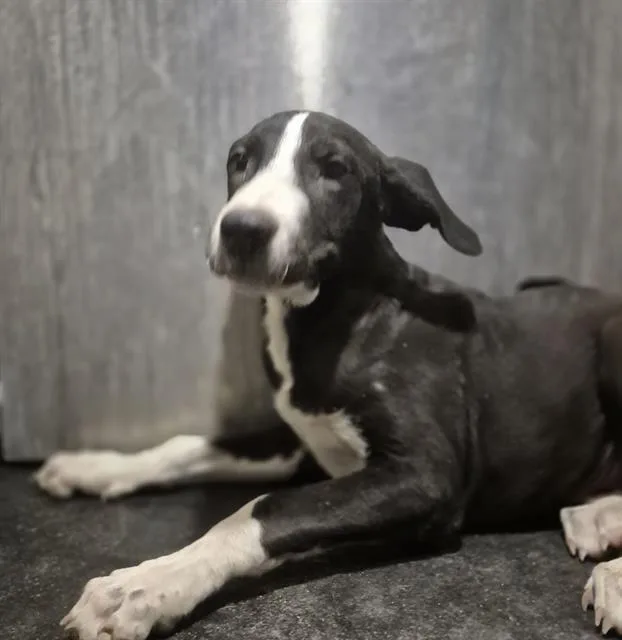 A baby small-sized male American Staffordshire Terrier dog named Sho for adoption in San Antonio, TX