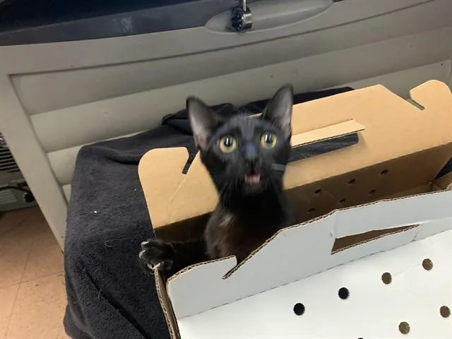 A young small-sized female Domestic Short Hair cat named Ms Potatoe H for adoption in San Jose, CA