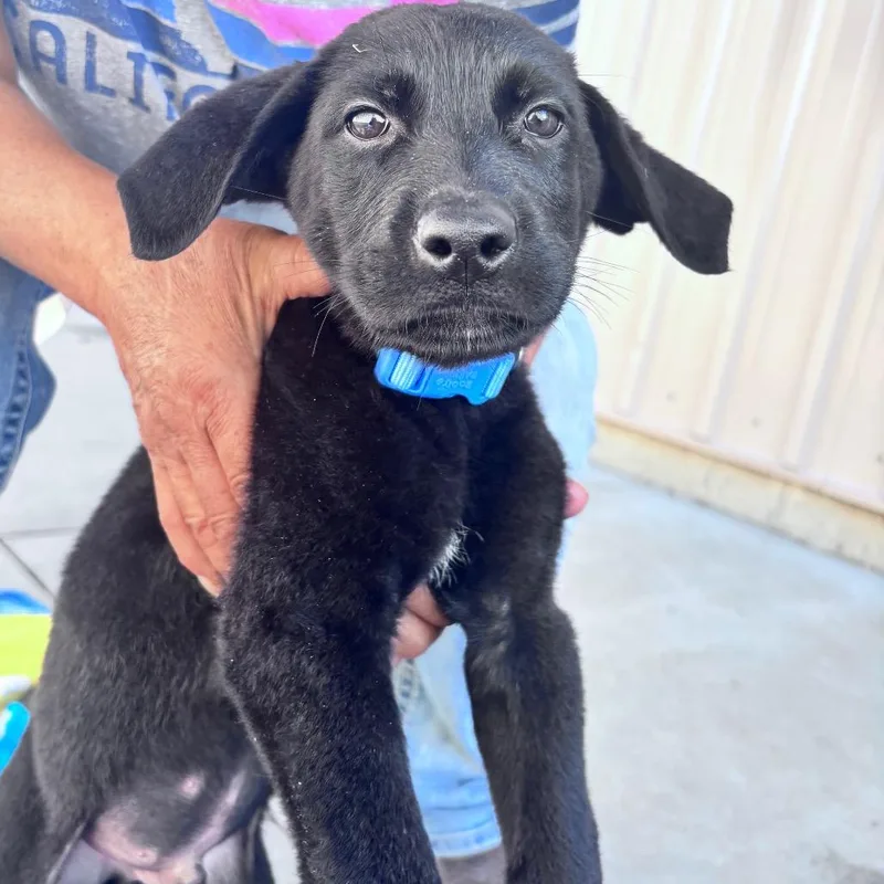 A baby small-sized male Black Mixed Breed dog named Smokey for adoption in Bismarck, ND
