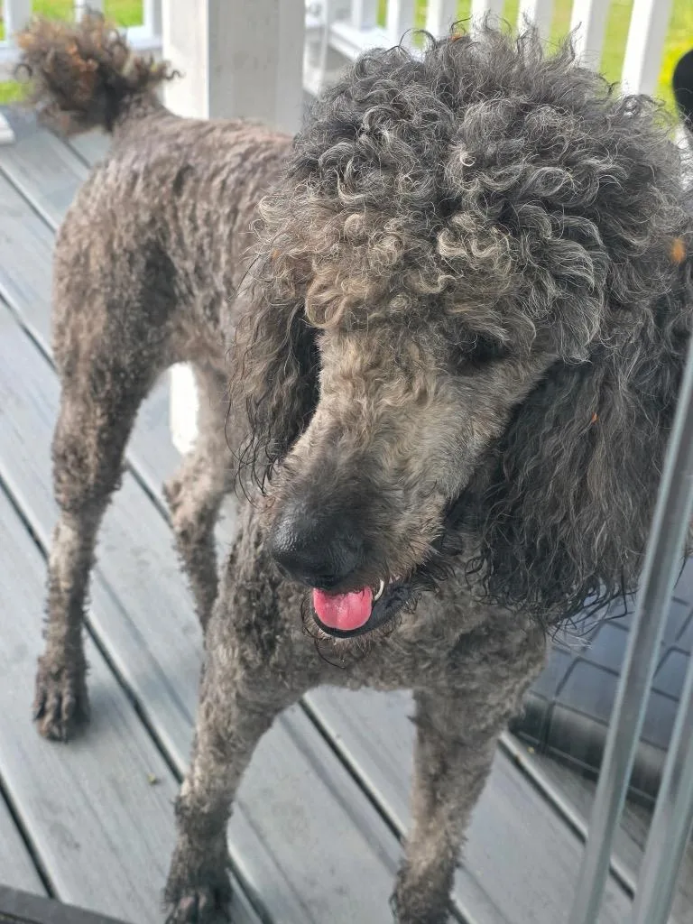 An adult large-sized female Mixed Breed dog named Fanny for adoption in Effingham, SC