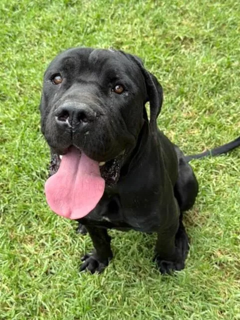 An adult large-sized male Mastiff dog named Batman for adoption in Riverside, CA