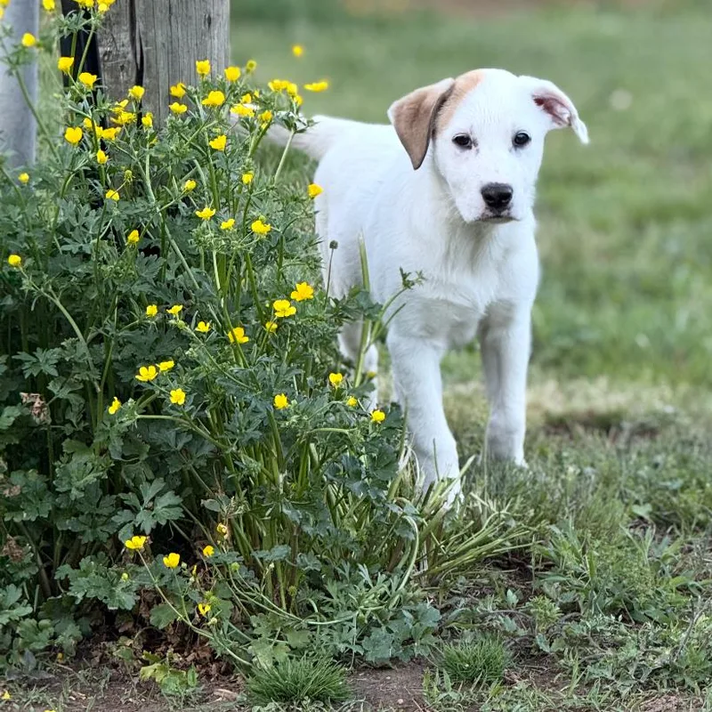 A baby small-sized female White / Cream Great Pyrenees dog named Paris for adoption in Centerville, TN