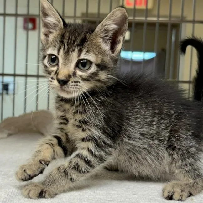 A baby small-sized male Brown / Chocolate Domestic Short Hair cat named Waddle for adoption in Leander, TX