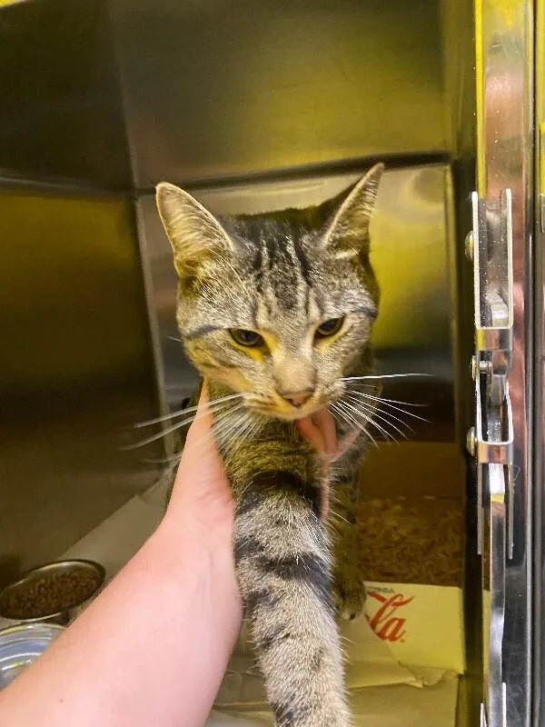 An adult medium-sized male Tabby (Brown / Chocolate) Domestic Short Hair cat named Bowline for adoption in Jackson, TN