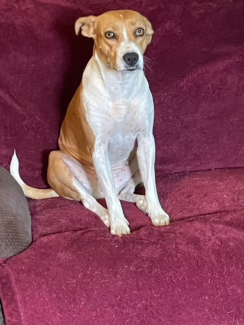 A young medium-sized female Boxer dog named Bella for adoption in Mentone, CA