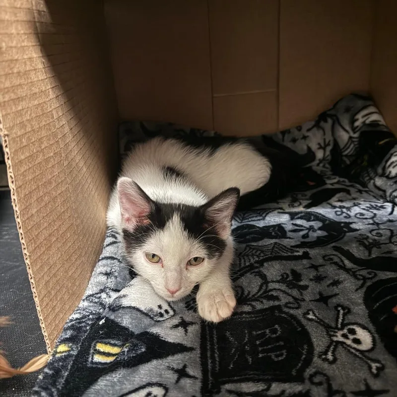 A baby small-sized female White Domestic Short Hair cat named Skippy for adoption in Grantsville, UT