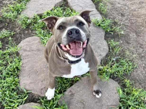 An adult large-sized female American Staffordshire Terrier dog named Penny for adoption in Houston, TX