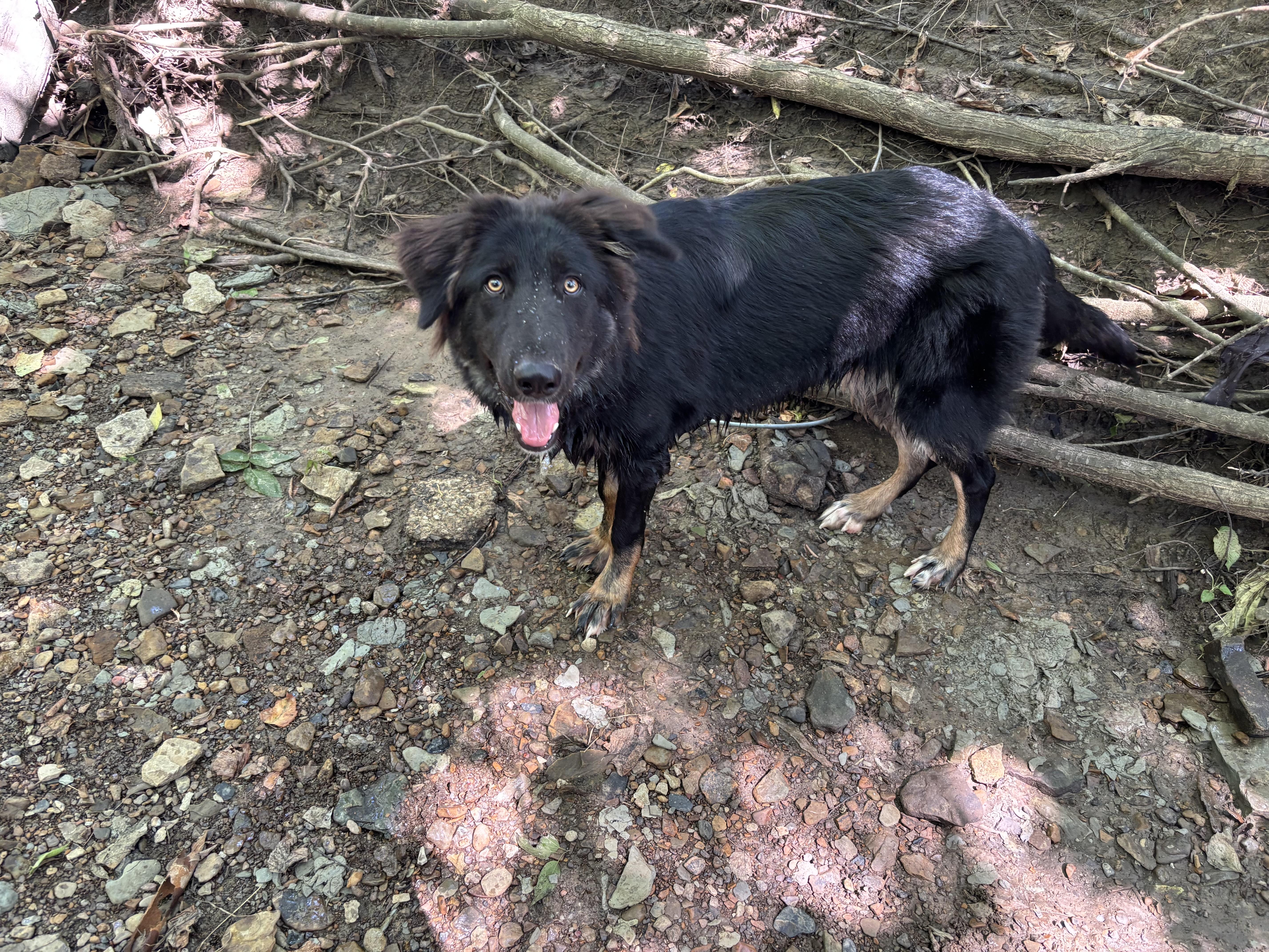 An adult medium-sized female Australian Shepherd dog named Aurora for adoption in Glenpool, OK
