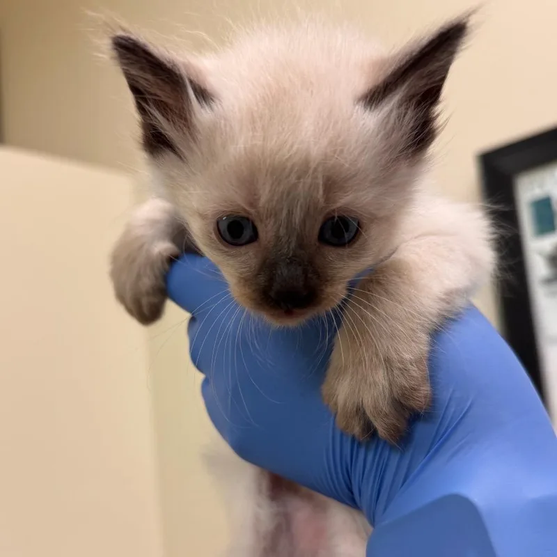 A baby small-sized female Gray / Blue / Silver Domestic Short Hair cat named Cake for adoption in Lynchburg, VA