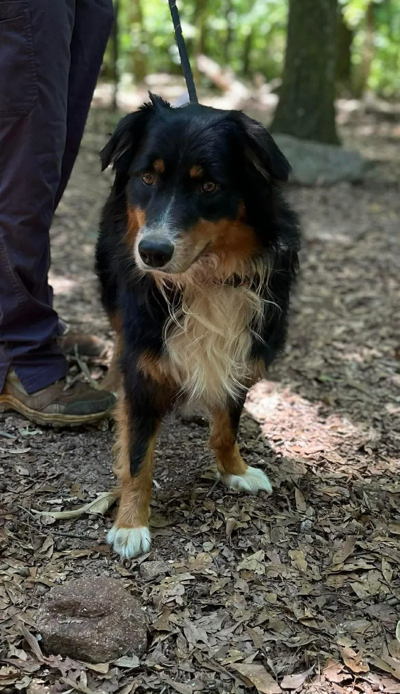 A young medium-sized male Tricolor (Brown, Black, & White) Australian Shepherd dog named Trooper for adoption in East Haddam, CT