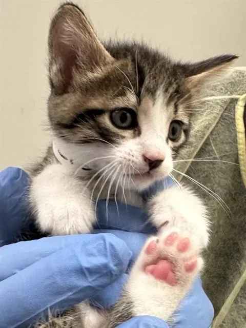 A baby small-sized male Domestic Short Hair cat named Tobi for adoption in Phoenix, AZ