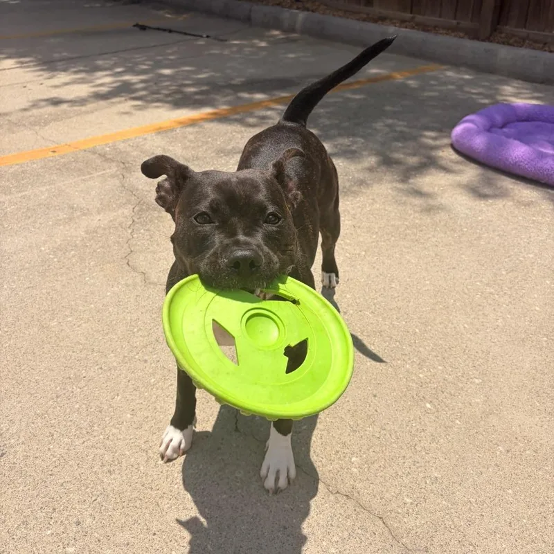 An adult medium-sized female Brindle Mixed Breed dog named Lady Grace for adoption in Columbus, GA