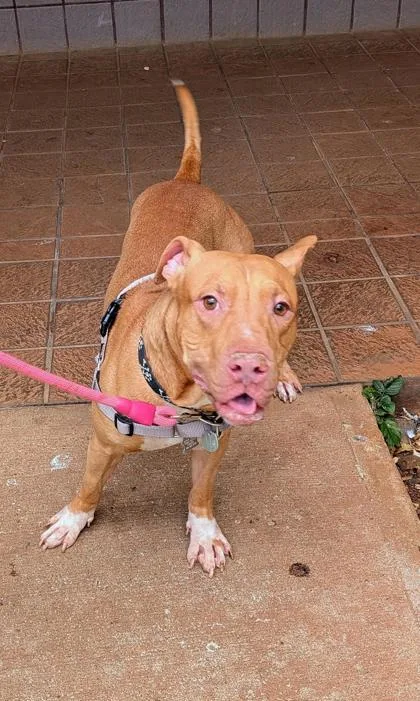 A young large-sized male Terrier dog named Jack for adoption in Honolulu, HI
