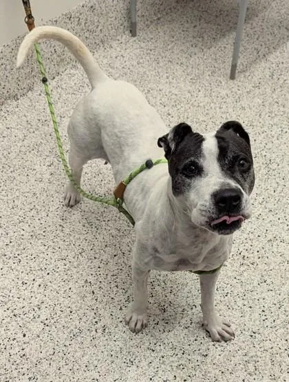 A young medium-sized female Mixed Breed dog named Jackie for adoption in Atlanta, GA