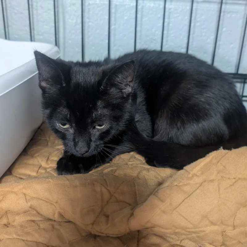 A baby small-sized female Black Domestic Short Hair cat named Ink for adoption in Jefferson city, TN