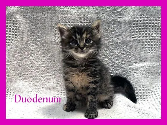 A baby medium-sized female Domestic Short Hair cat named Duodenum for adoption in Hoover , AL