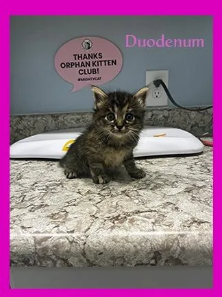 Duodenum thumbnail 2