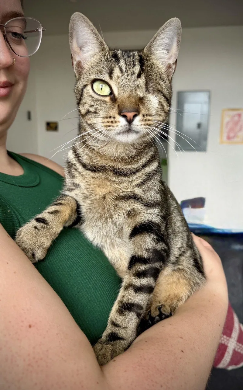 A young medium-sized male Domestic Short Hair cat named Alejandro for adoption in Brooklyn, NY
