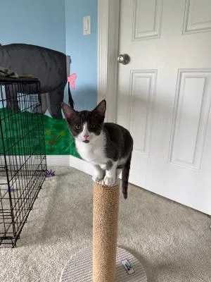 A baby medium-sized female Gray & White Domestic Short Hair cat named Rooster for adoption in Mokena, IL