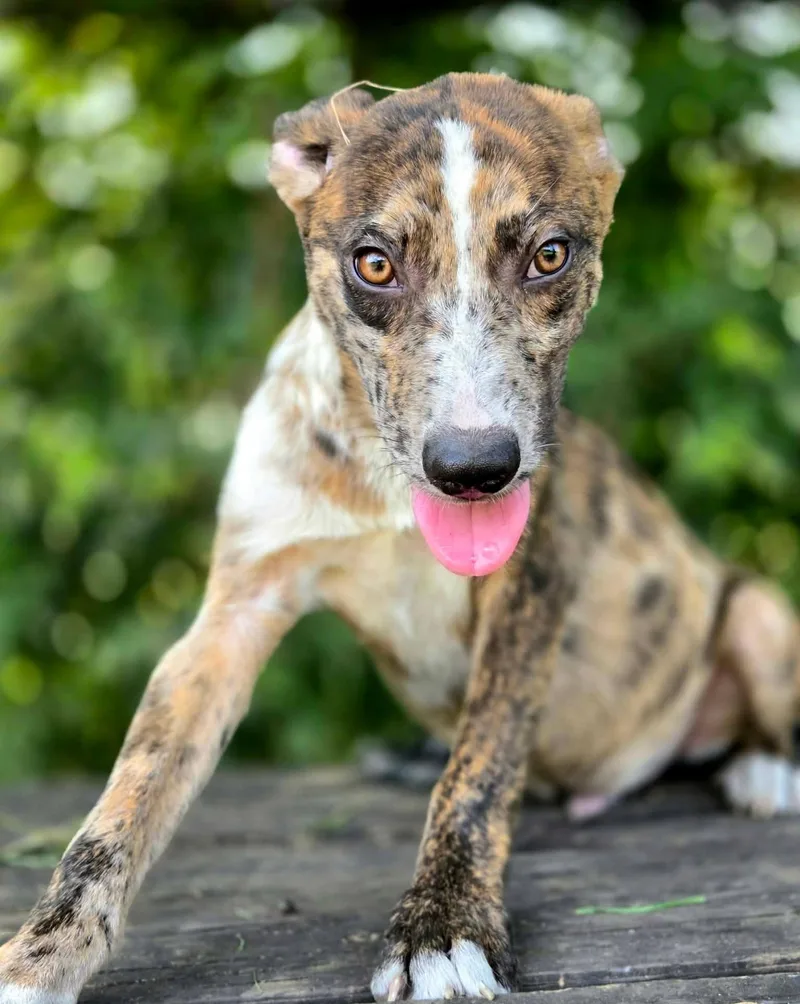 A baby medium-sized male Merle (Red) Catahoula Leopard Dog dog named Boone for adoption in Anniston, AL