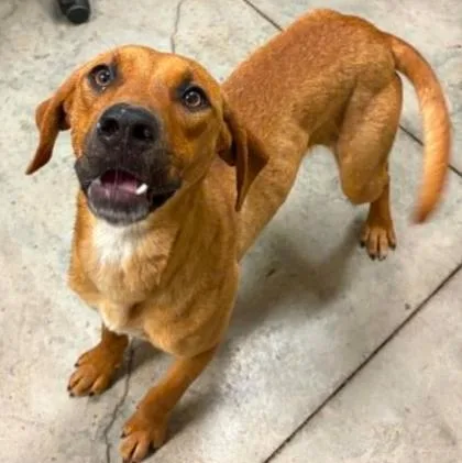 An adult medium-sized female Hound dog named Princess Cheese Puff for adoption in Lampasas, TX