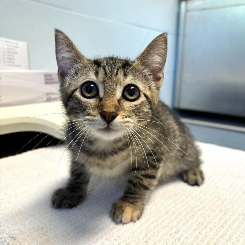 A baby small-sized female Black Domestic Short Hair cat named Bread Pudding for adoption in Carencro, LA