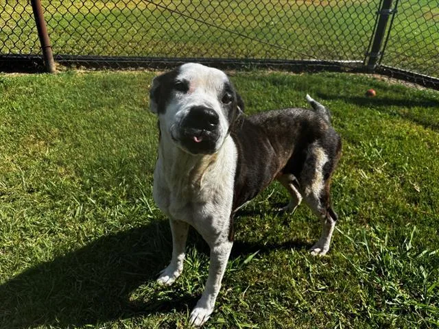 An adult medium-sized female Pit Bull Terrier dog named Mabel for adoption in Appling, GA